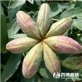 油用牡丹角