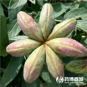 油用牡丹角