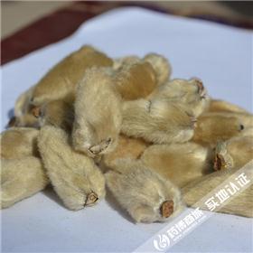 辛夷花-统-河南 优质价廉 祛风寒