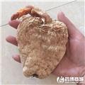 天麻 春麻 野生麻