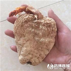 天麻 春麻 野生麻