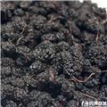 桑椹 四川 食用 