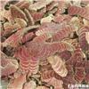 鸡血藤