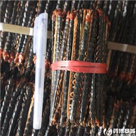 蜈蚣 13-14cm 