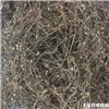 白花舌草 
