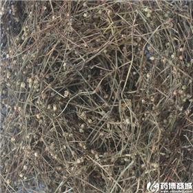 白花舌草 