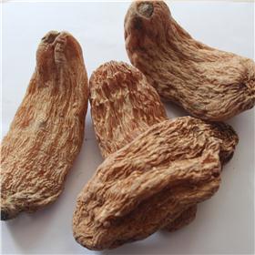 甘肃 红麻 