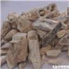 白龙齿
