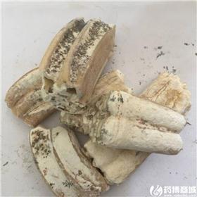 纯白龙齿