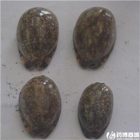 紫贝齿