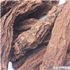 锁阳 二条 个子
