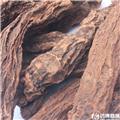 锁阳 二条 个子