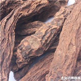 锁阳 二条 个子