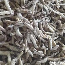 玉竹 个子