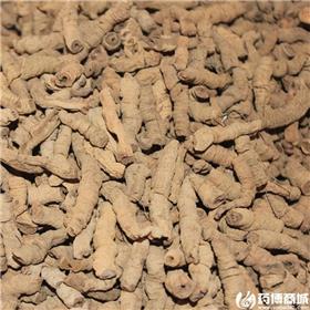 巴戟  各种规格 大货供应 