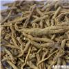 远志 抽芯率95%