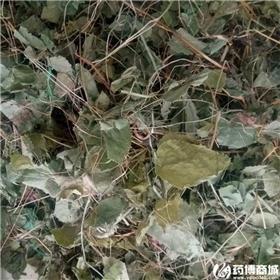 淫羊藿