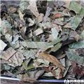 枇杷叶（统）