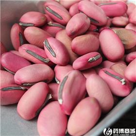 红刀豆 统 
