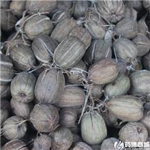 马兜铃 统货