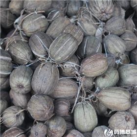 马兜铃 统货