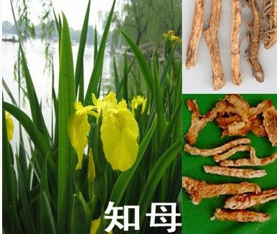 知母