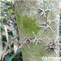 皂刺 产地直销 大货供应