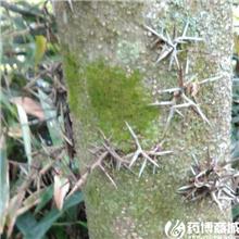 皂刺 产地直销 大货..