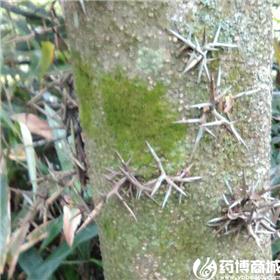 皂刺 产地直销 大货供应