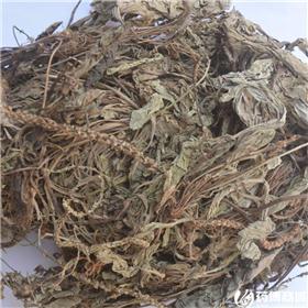 车前草 