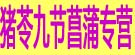 猪苓九节菖蒲专营