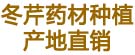 冬芹药材种植产地直销