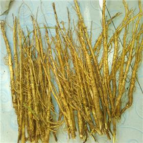 黄芪 铁芪 内蒙古铁芪