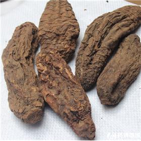 肉苁蓉 大芸 木质 个 统货