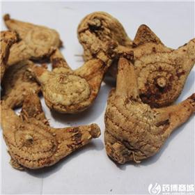 白芨 个子