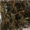 鱼腥草 四川 个子 统货 