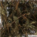 鱼腥草 四川 个子 ..