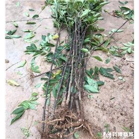吴茱萸种苗