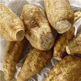 大量销售鲜品葛根量大从优