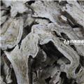 白术 白术统