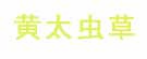 黄太虫草