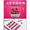 山东平阴玫瑰花茶美容美颜散装500g批發特级无硫干玫瑰花泡水祛斑