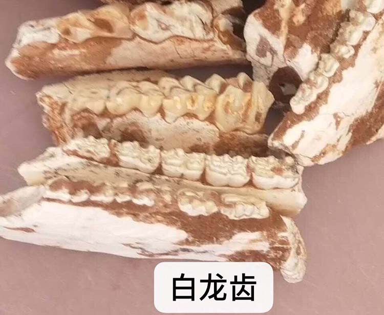 白龙齿