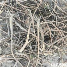 柴胡